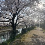 下条川の桜　満開！！